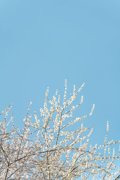 蓝天下的粉白樱花