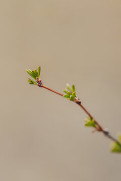 春天来了枯木发芽