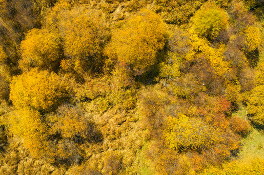 秋季航拍小树林秋景