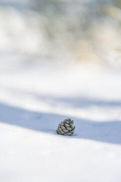 冬天雪地树阴里的松塔