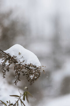 冬季户外被白雪积压得野草