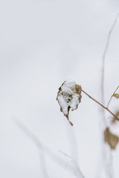 冬天枯树叶上堆满白雪
