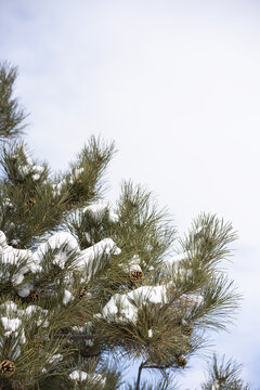 冬天积雪覆盖的松树