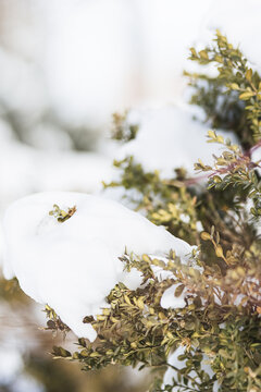 冬季户外堆满白雪的松树