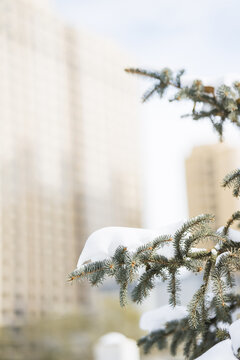 冬季白雪积压的松树枝