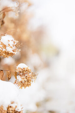 冬天白雪户外清新文艺图片