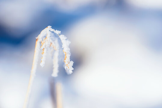 户外冬天积雪枯草枝