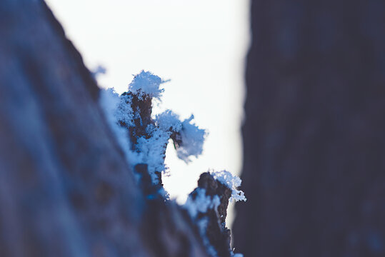 逆光中挂满积雪枝丫