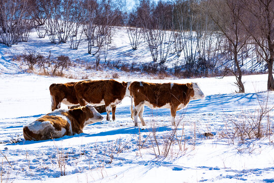 冬季户外的母牛奶牛