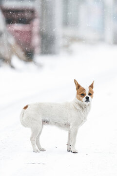 冬天雪地上的小狗