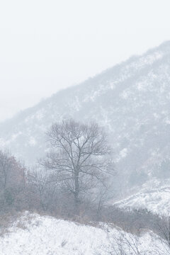 冬天风雪中的老树