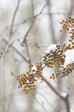 冬天大雪中的树枝