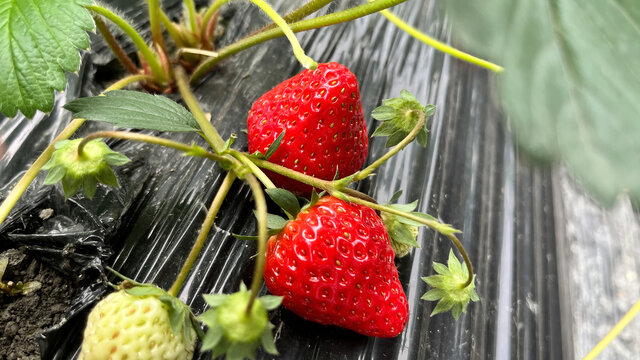 草莓园的新鲜草莓
