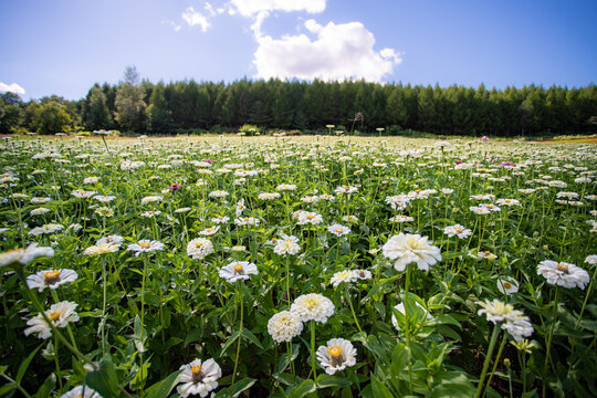 田野上盛开着白色的菊花