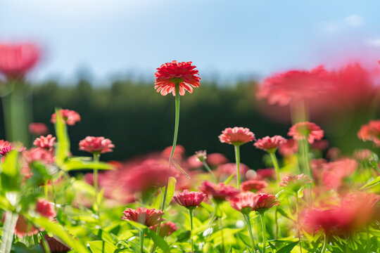 田野上盛开着红色的菊花