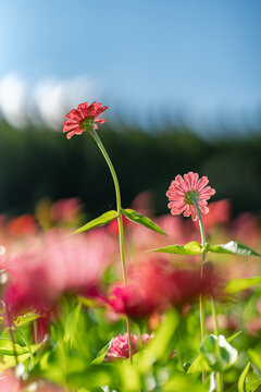 田野上盛开着红色的菊花