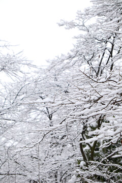 下雪后的树枝