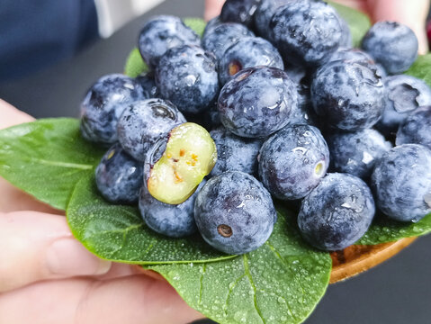 果园浆果蓝莓