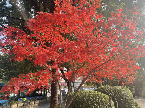 枫树