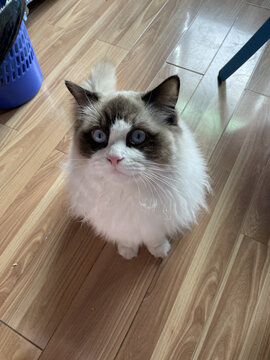 猫咪