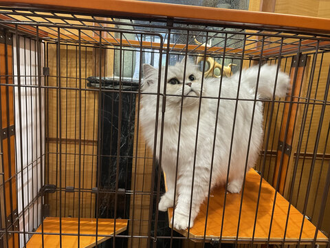 猫咪