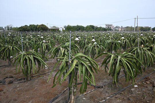 火龙果种植