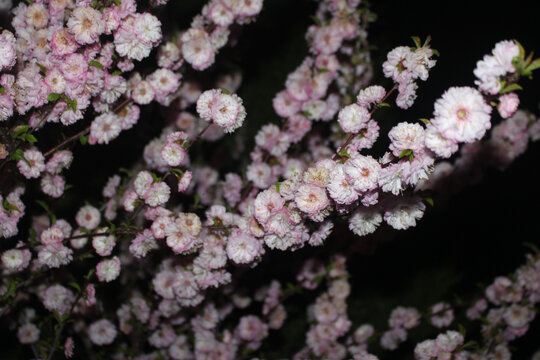 樱桃花粉色花朵特写夜晚