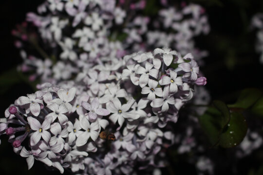 夜晚雨滴拍摄丁香花闪光灯紫