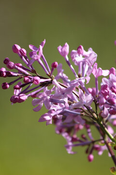 白天拍摄紫色丁香花花卉