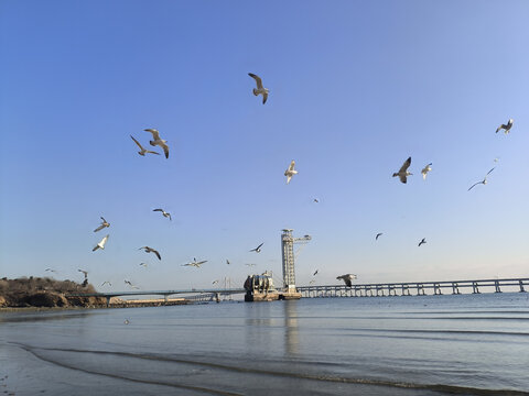 黄海跨海大桥海鸥大连星海公园