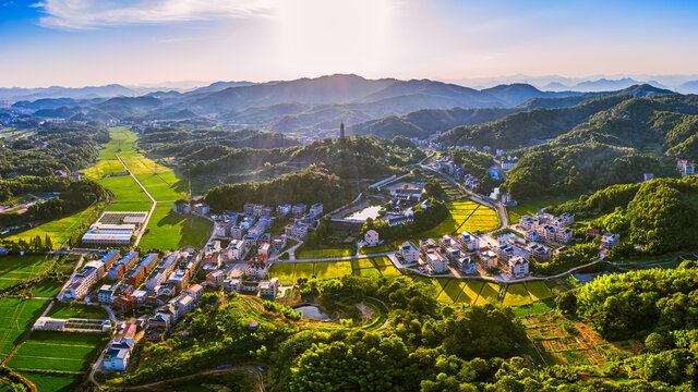 义乌大陈美丽乡村金色稻田