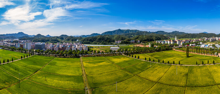 义乌大陈乡村稻田田园风光全景