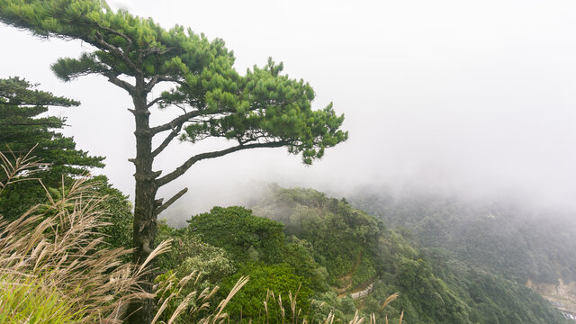 高山森林迎客松自然风光