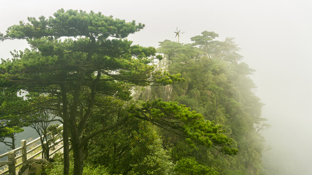 高山森林迎客松自然风光