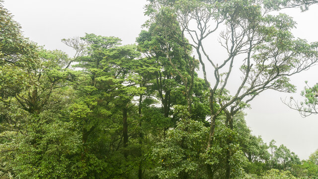 高山森林自然风光