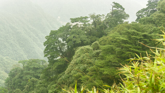 高山森林自然风光