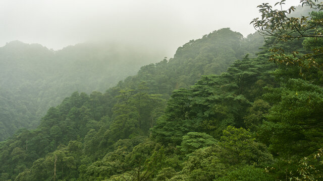 高山森林自然风光