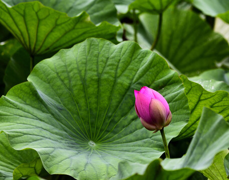 荷花红花绿叶