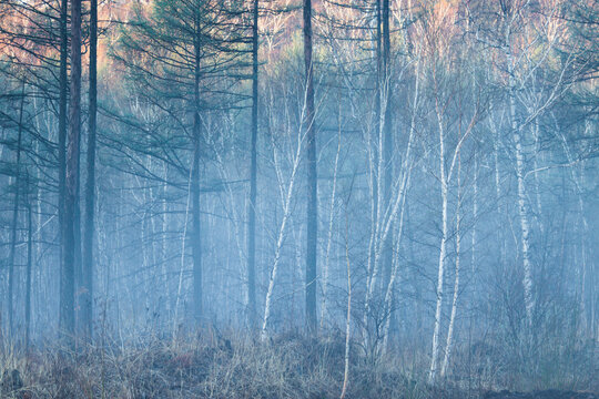 春季森林晨雾
