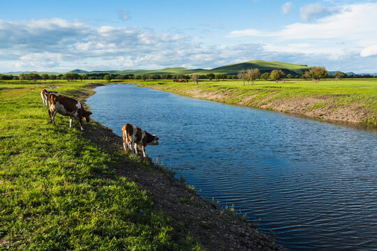 河流夏季草原河边牛群