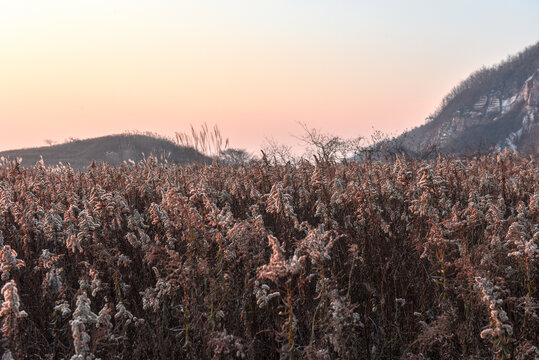 夕阳下帚石南