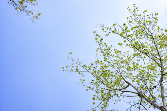 树枝与天空背景