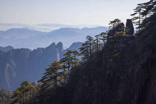 黄山松