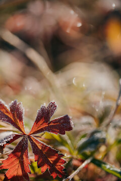 霜降时节结满冰霜的植物花草