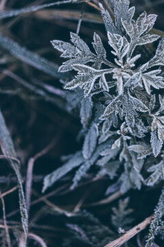 霜降立冬结冰植物叶片