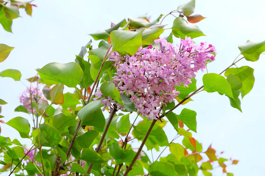 丁香花