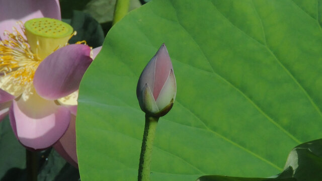 莲花花朵花蕾