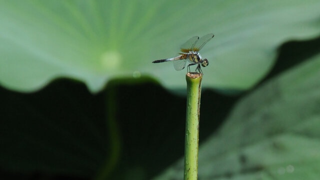 落在莲茎上的蜻蜓