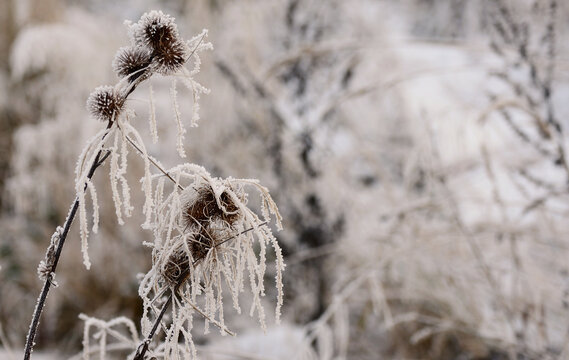 雪花植物