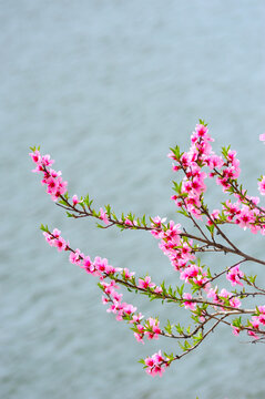 河边的桃花
